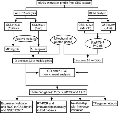 Mitochondrial-related hub genes in dermatomyositis: muscle and skin datasets-based identification and in vivo validation